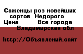 Саженцы роз новейших сортов. Недорого. › Цена ­ 350 - Все города  »    . Владимирская обл.